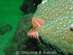 Tube Sponges by Christine B Suroski 
